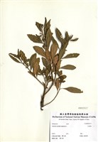 藏品(玉珊瑚)的圖片